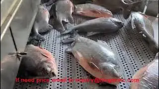 Flash Freezer Fish Processing