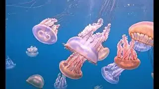 Autism Relaxation Music Slow Motion Gentle Jellyfish for Overstimulation Sensory Friendly calming