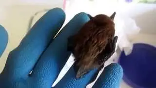 Bat Rescue - A Small Brown Bat