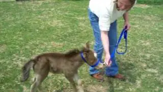 Miniature Horse Foal Learning to Lead