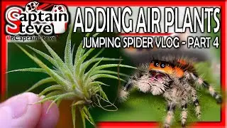 #Shorts - Jumping Spider Enclosure Bioactive Setup Sweet Jar Low Cost Easy Build Vivarium - Part 4