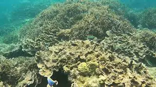 Maldives Diving: Free & Scuba with Ocean Conservation