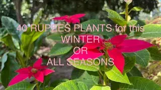 40Rupees Plants || Sabse Saste Plants || Winter Season Plants || All Season Plants