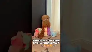 Surrounded by Mini Puppy Toys: The Ultimate Dog Playtime!