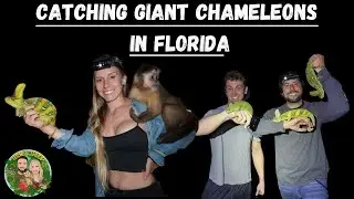 Catching Giant Chameleons in Florida (Tobies Birthday Part II)