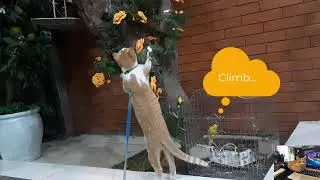 Pet Cats Hunting Bird - Smart Parrot- Cats are Despised by Parrots