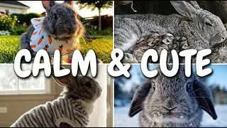 Baby Bunnies to Calm Your Mind - and relaxing music