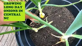GROWING LONG DAY ONIONS IN CENTRAL NC
