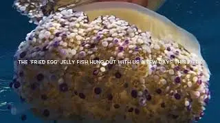 Fried egg jellyfish in Andratx, Mallorca.