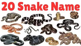 20 सांपों के नाम | Learn Snake Name for kids | Educational  Animals Learning Video