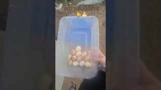 BUTT NUGGETS 🐣🐣🐤 #chickens #buttnuggets #fresheggs #eggs