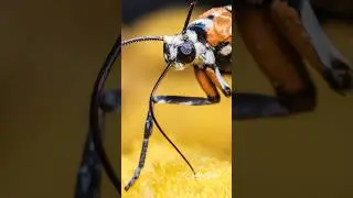 ⚪️🟠⚪️🟠 Ailanthus webworm moth macro photo and video #nature #photo #macro
