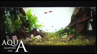 Aquascaping Lab - Come pulire, manutenere, potare e cambiare layout di un acquario gi&agrave; avviato