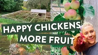 Why You Should Have Your Chicken Coop In Your Fruit Orchard | Chicken Coop Design Ideas