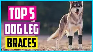 ✅ Top 5 Best Dog Leg Braces In 2024