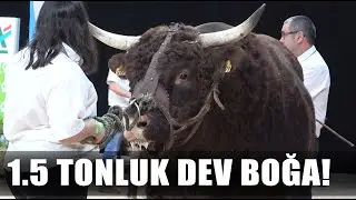 1.5 Tonluk Dev Salers Irkı Boğa! Dünyanın En Güçlüsü / AGRO TV HABER