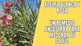 Adelfa Blanca y Roja: Caracter&iacute;sticas, Clasificaci&oacute;n y Usos de Estas Bellas Plantas Ornamentales