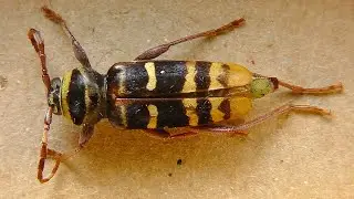 Plagionotus detritus (дубовый пёстрый усач)