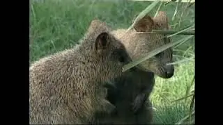 Setonix brachyurus &ndash; Квока &ndash; Quokka