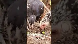 Animals Feeding Videos #chicken #chickenfeeding #animals #animalsfeeding #pets