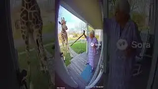 What Grandma did to Giraffe #Shorts #Reels #AnimalShorts #ViralClips #SurprisingMoment