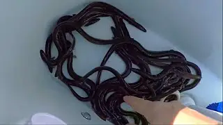 Best Striper Bait!!