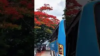 Kattappana town is the nature beautiful the maram kattappana private bus Appus # Idukki # Kerala