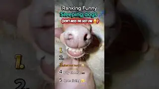 Ranking Funny Sleeping Dogs ! #shorts