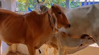 គោអស់ហើយ