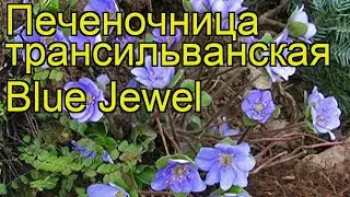 Печеночница трансильванская Блю Джевел. Краткий обзор, описание hepatica transsilvanica Blue Jewel