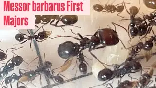 Messor Barbarus first majors