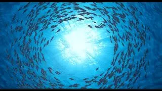 Ocean Exploration: A Dance with the Depths to Upbeat Music