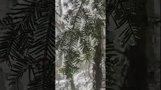 HIKING IN WET CLOTHES AND FREEZING CONDITIONS HIKING ON THE AT!!