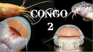 Пороги Конго, часть 2: Угри, сомы и слепые рыбы!