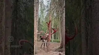 Why This Deer Is Ripping Its Head Open 🤯