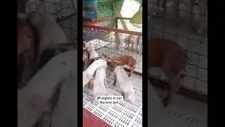 20 piglets in our nursery pen #shortsfeed #piglet #nursery #youtubeshorts #hogger #shorts