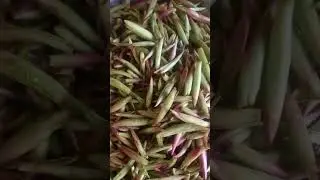 forest vegetable #shorts #youtube shorts nature #viral short