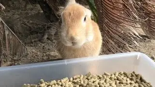 Do you like bunnies with smooth, round faces?
