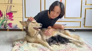 Ah ha!! Cute Puppy, JASMINE Learn to Comfort STELLA's Baby