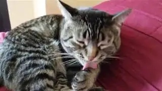 Feline Observational Video - Tacy Cat Self-Grooming