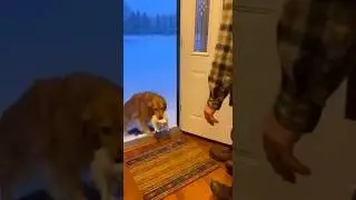 He Brought Her Home 🐶🐱 | A Dog&rsquo;s Silent Kindness 💔❤️ #emotionalstory  #animallovers