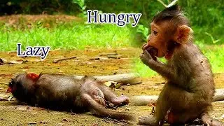 LAZY BABY MONKEY | What 's wrong on baby Lizza why eat till fall as sleep like this