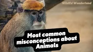Most common misconceptions about Animals