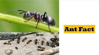 Fact of Ant - चिंटी