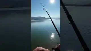 PERCH AVI KA&Ccedil;IRDIĞIMIZDA OLUYOR #shorts #fishing #perch