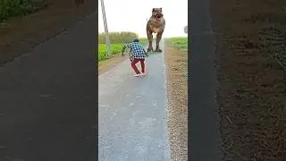 Dinosaur 🦕 🦖  shorts #viral #video