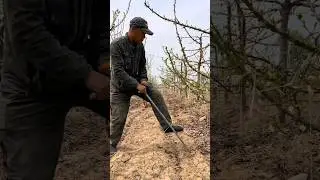 Cherry Farming Techniques #satisfying #shot