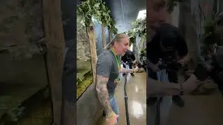 Snake Catches Food in Mid Air