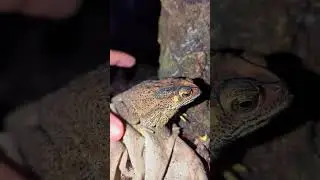 Funny Cute Frog Compilation | funny funny frog video | jump and fly funny frog video