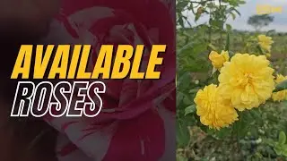 ഇപ്പോൾ അവൈലബിൾ ആയ കുറച്ചു റോസുകൾ #roses#sale
